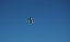 1 Seals in Dunvegan Isle of Skye  31
