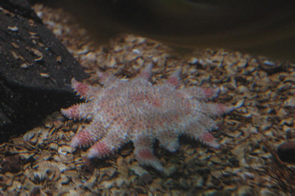 8 Sea Center Oban 04