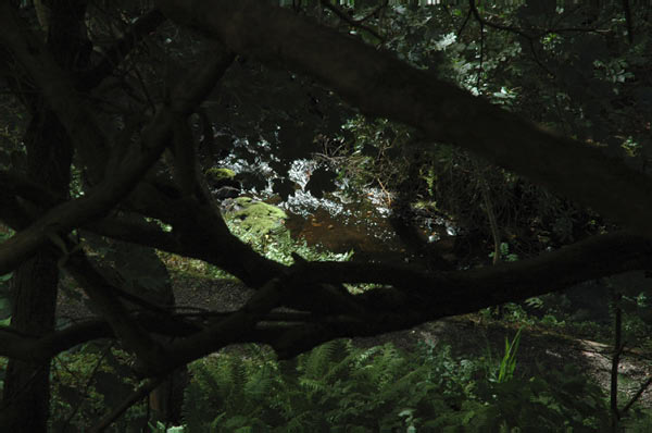 9b Castle Dunvegan of Macleod and garden in Isle of Skye 01  23
