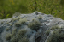 Calais_to_Scrabster 0313 Dunnet Head most northerly point of mainland Scotland