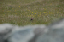 Calais_to_Scrabster 0315 Dunnet Head most northerly point of mainland Scotland
