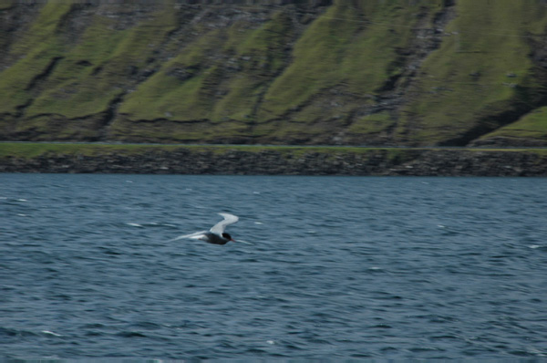 Torshaven_Faroe_Islands 425