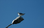 Torshaven_Faroe_Islands 253