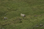 Torshaven_Faroe_Islands 310