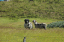 Torshaven_Faroe_Islands 350
