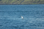 Torshaven_Faroe_Islands 422