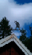 rallarros (1092)