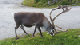 été 2013 965