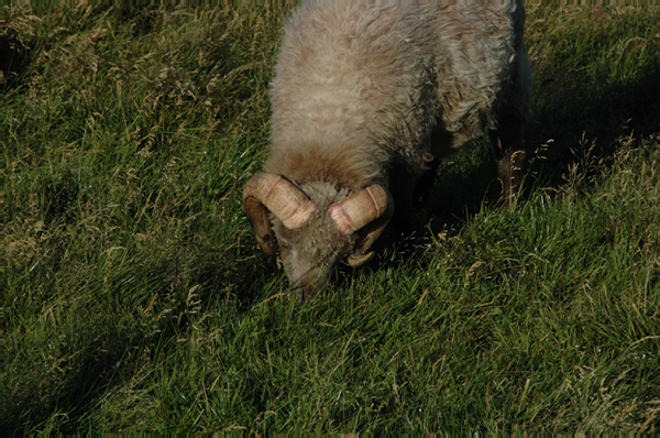 Torshaven_Faroe_Islands 568